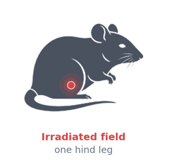 Mouse with the irradiated field marked on one hind leg