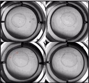Four circular wells imaged from above, each holding a population of C. elegans being tracked