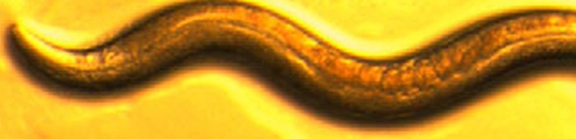 Micrograph of a day-5 adult C. elegans, smooth and mobile