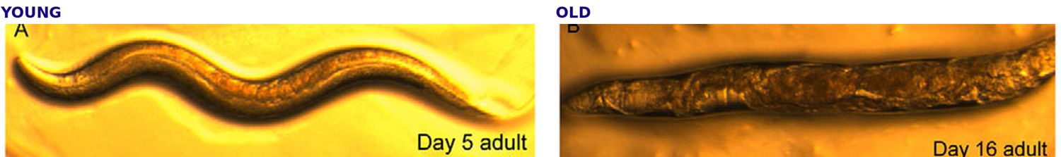 Two micrographs of the same C. elegans: a smooth young adult at day 5 and a visibly deteriorated adult at day 16